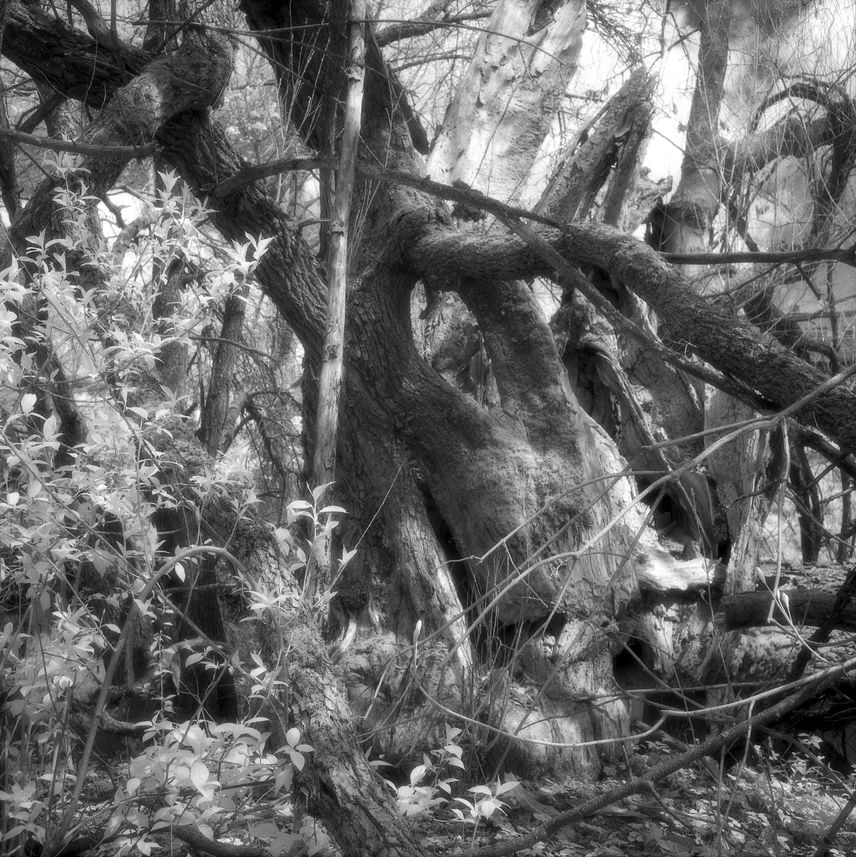 Jungle