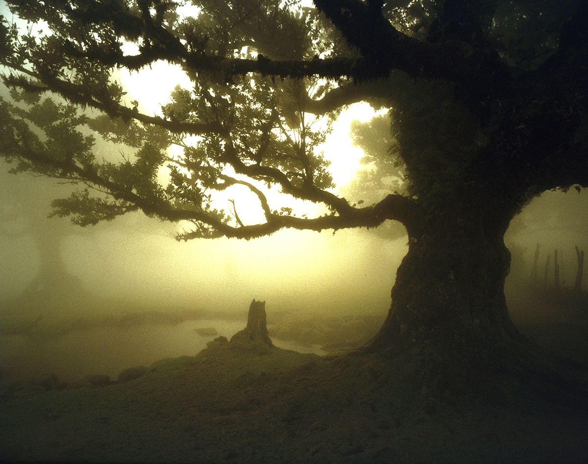 Madeira Fanal
