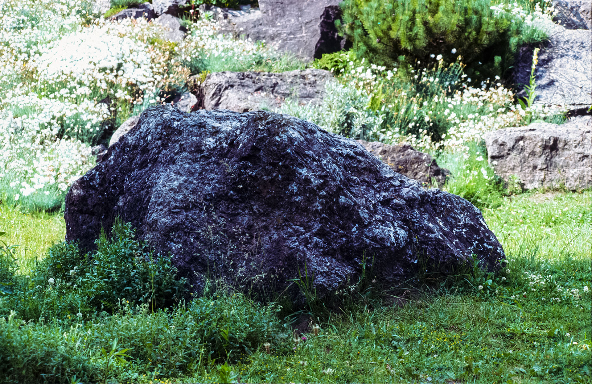 Portrait of Nature