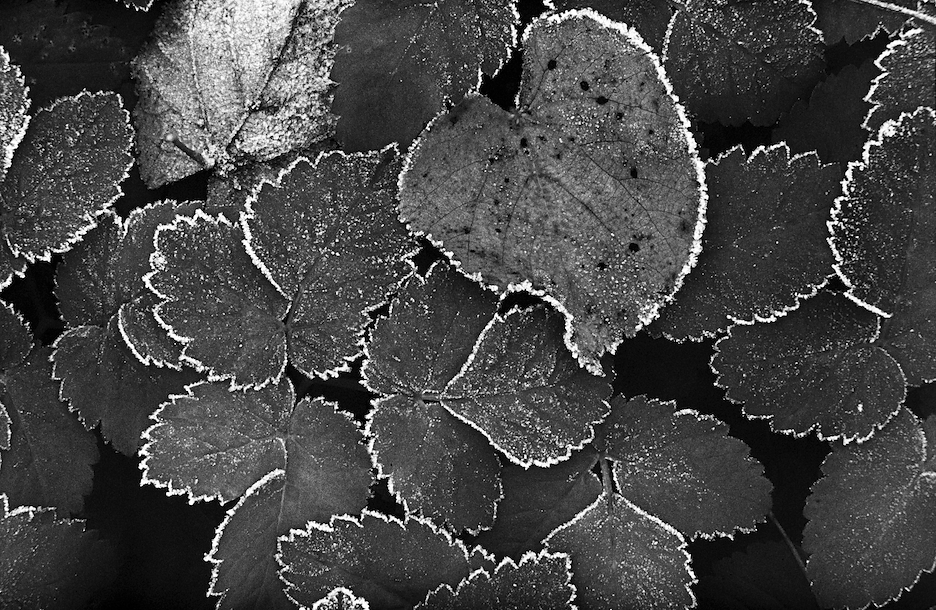 Portrait of Nature