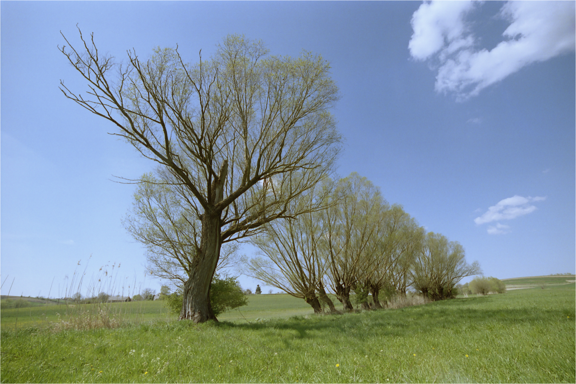 Ponidzie wiosenne