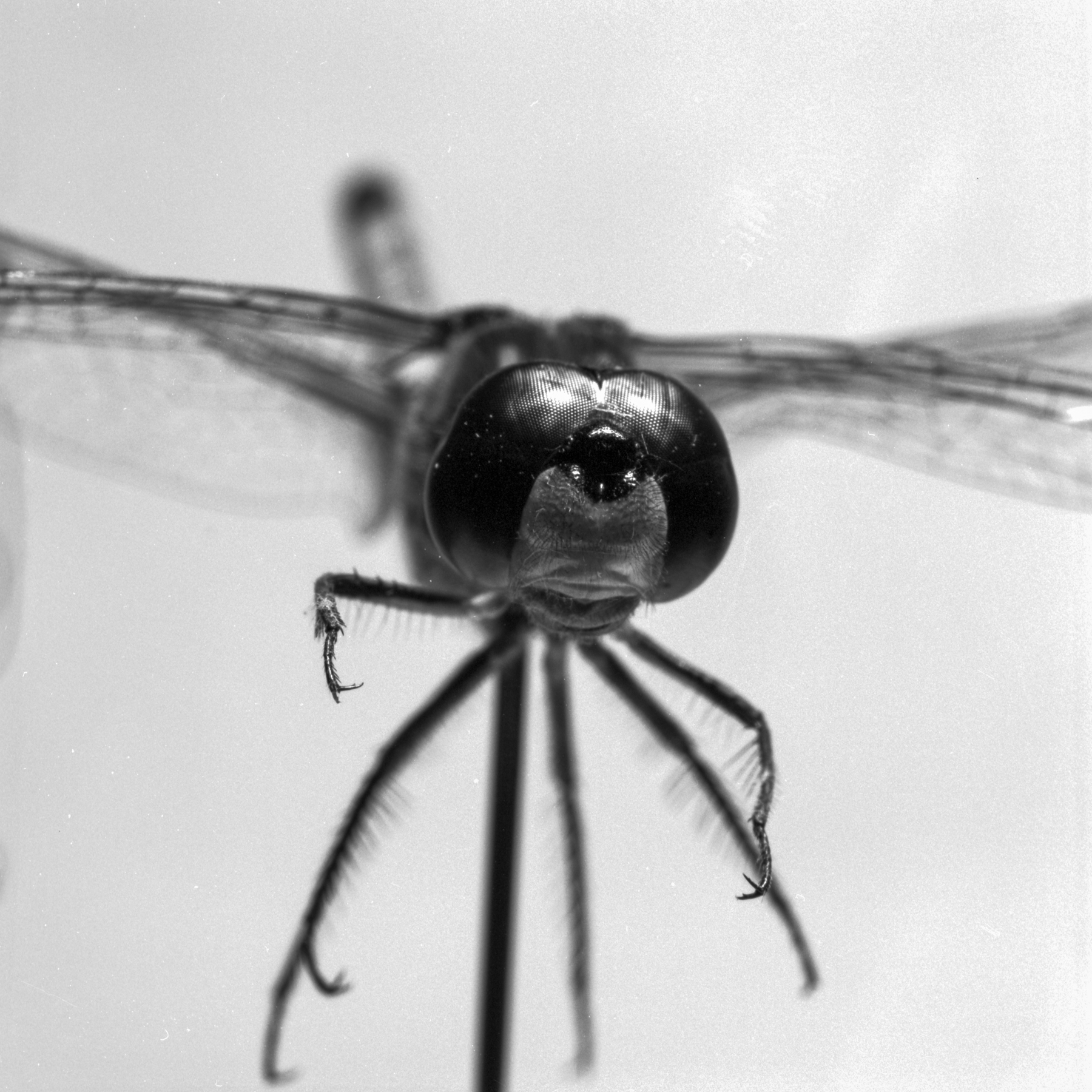 buzz