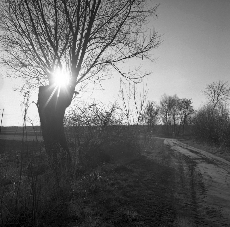 Wierzba, ale pod słońce