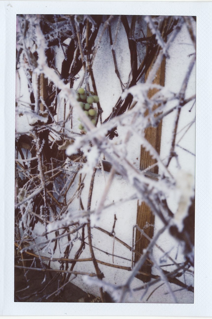 Winogrono grudniowo/styczniowe,Fuji Instax.