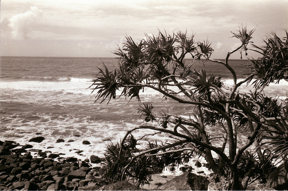 Monidelko z krzakiem