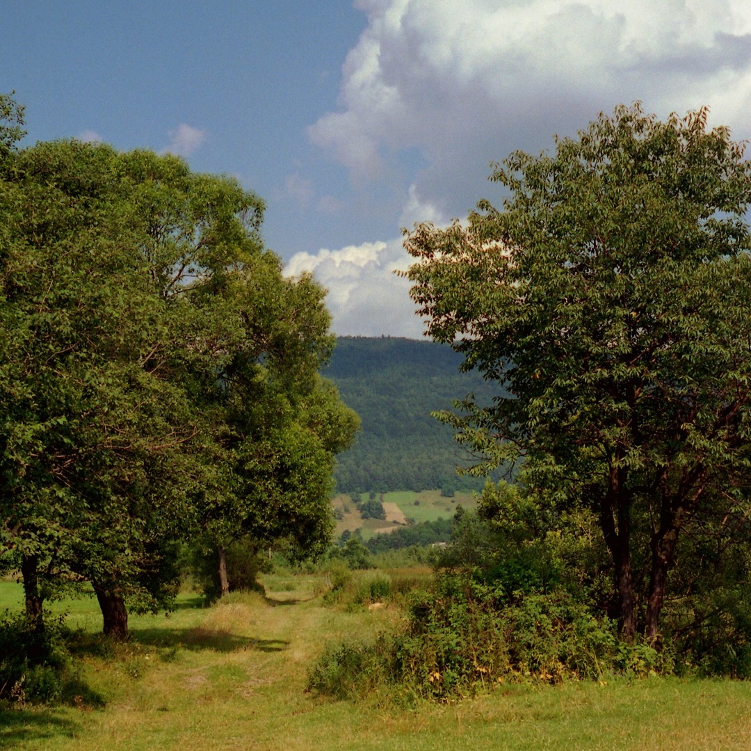 widoczek