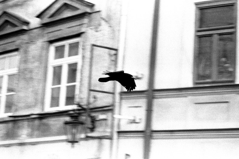 "dzis szybuje tak jak ptaki..."