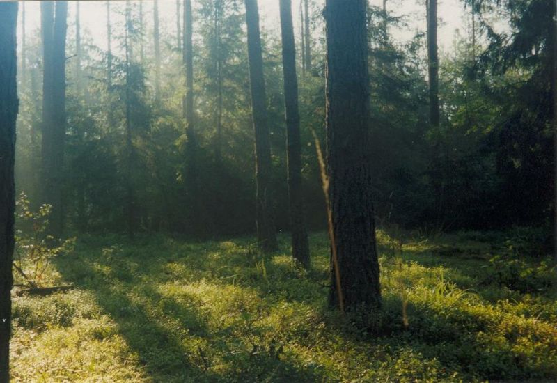 Świt w puszczy