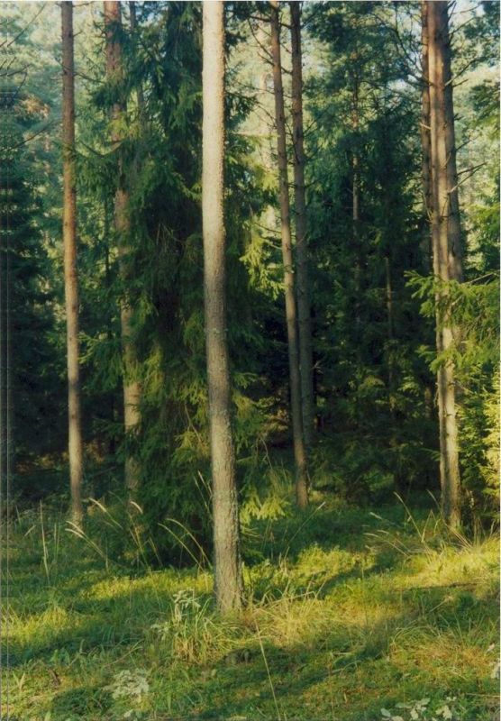 Drzewo