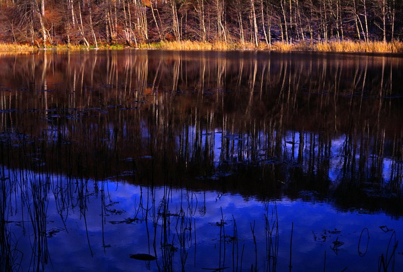 Jeziorko w Puszczy Bukowej