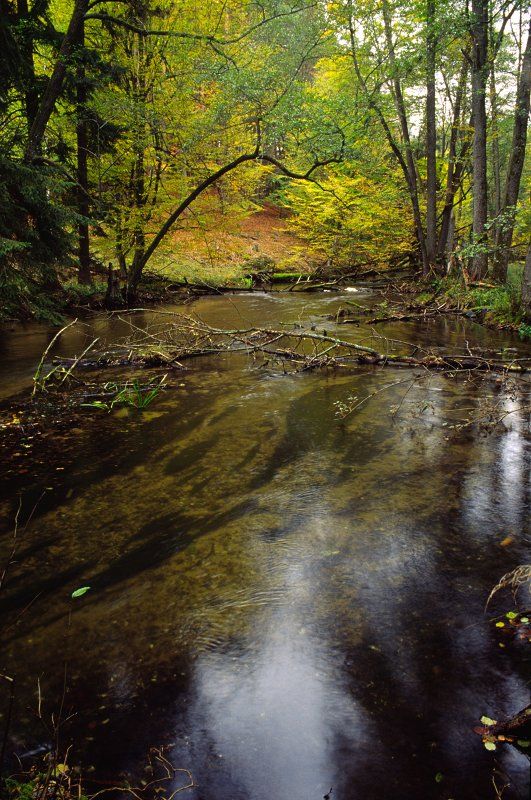 Drawieński Park Narodowy-Płociczna