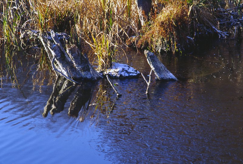Wczesna zima w Puszczy Bukowej