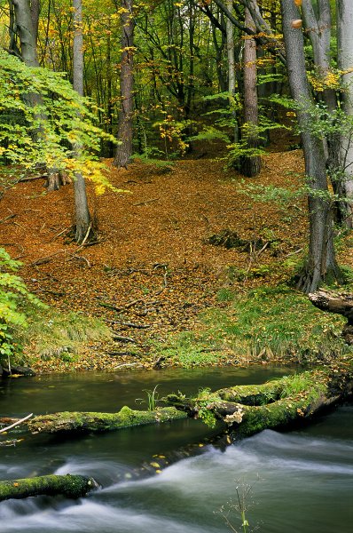 Jesień