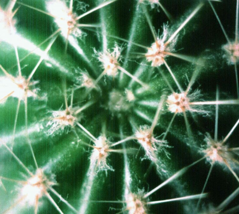 kaktus