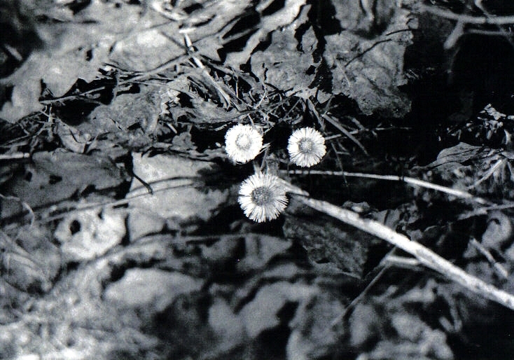 stokrotki