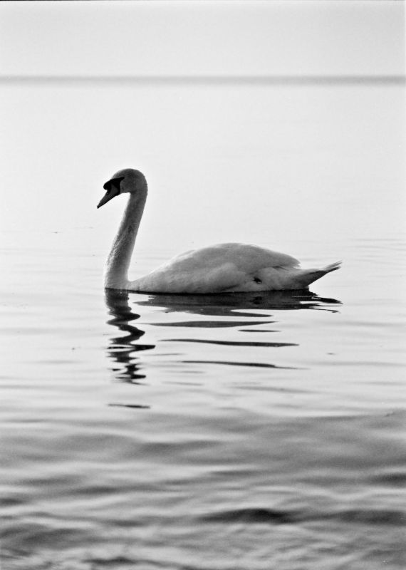 Łabędź