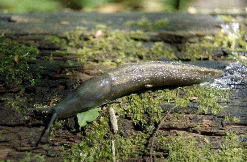 Slimak