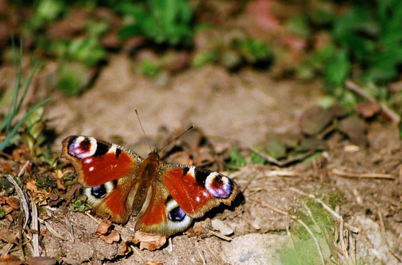 motyl
