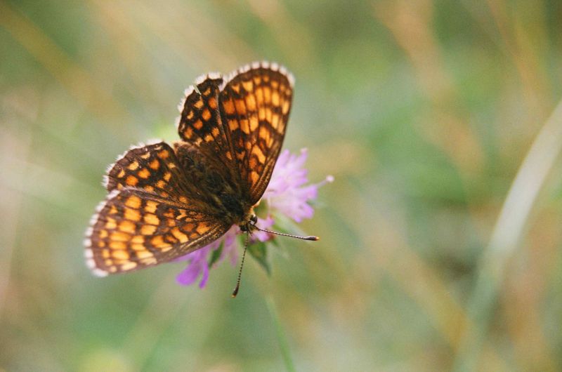 motyl