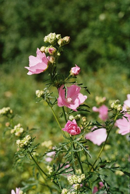 lipcowe kwiatki