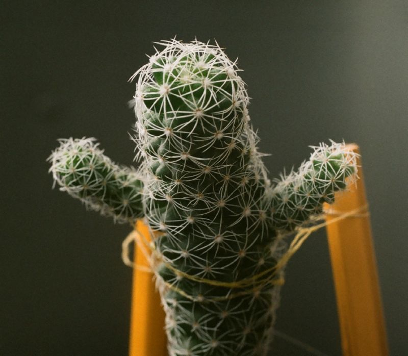 Pomocy!!!!! Związany meksykanin