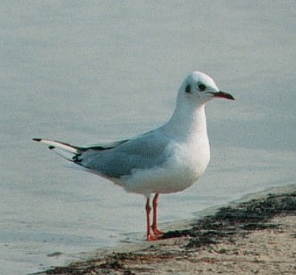 Mewa
