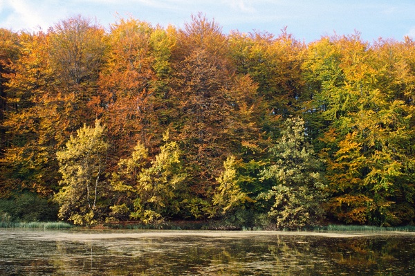 Jesień w Puszczy Bukowej