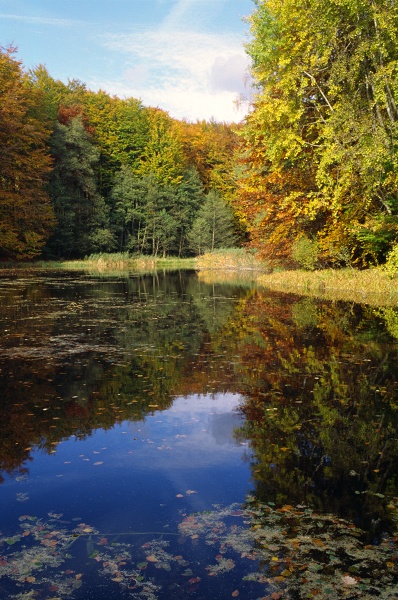 Jesień w Puszczy Bukowej