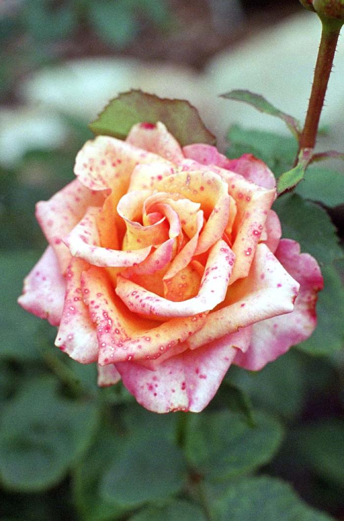 Z ogrodu mojej siostry.