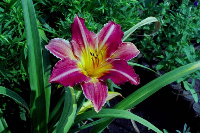 Z ogrodu mojej siostry.