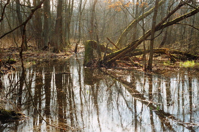 Przedwiośnie