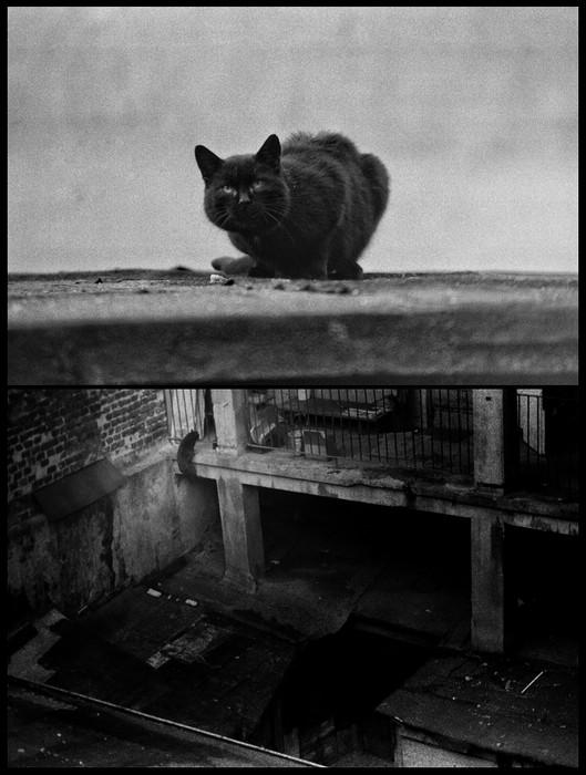 Dzielnica mojego kota