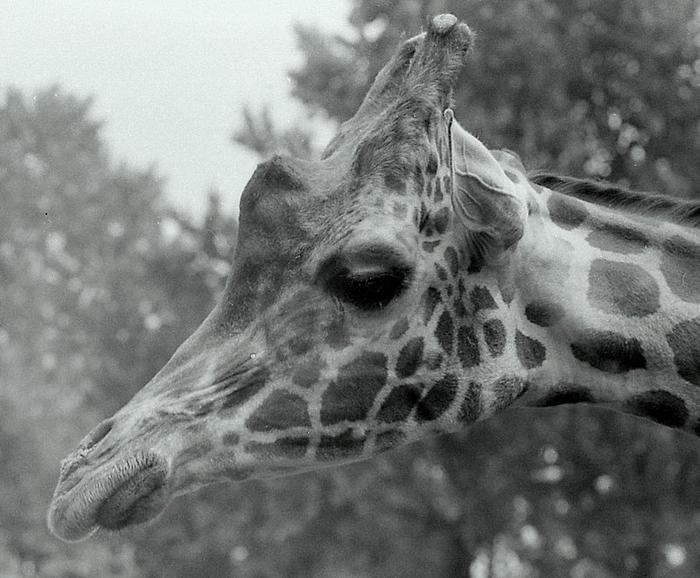 Kropek ( ZOO Chorzow )
