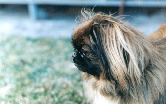 Lola