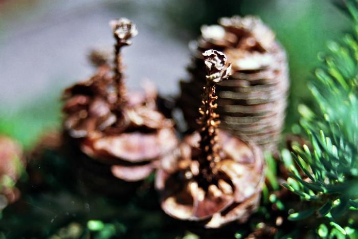 Szyszki zeszłoroczne