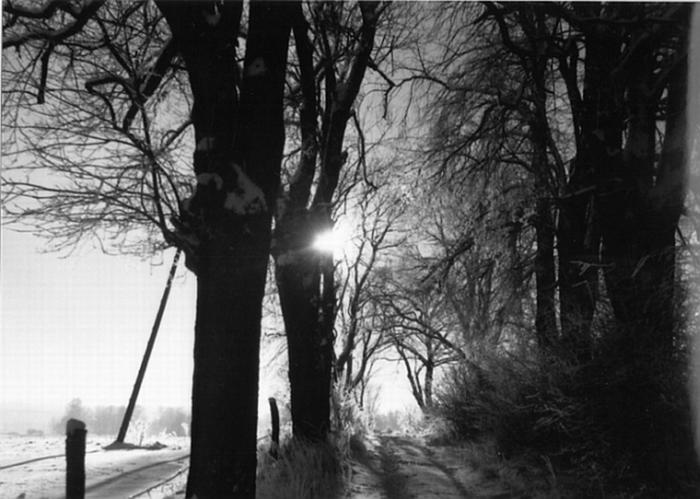 Snow Trees