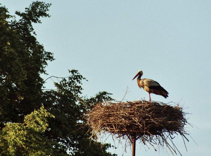 Bociany na Kaszubach