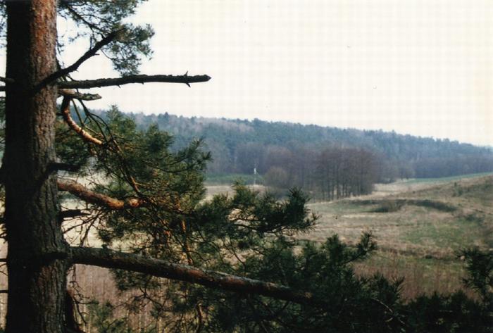 Widoczek z drzewkiem