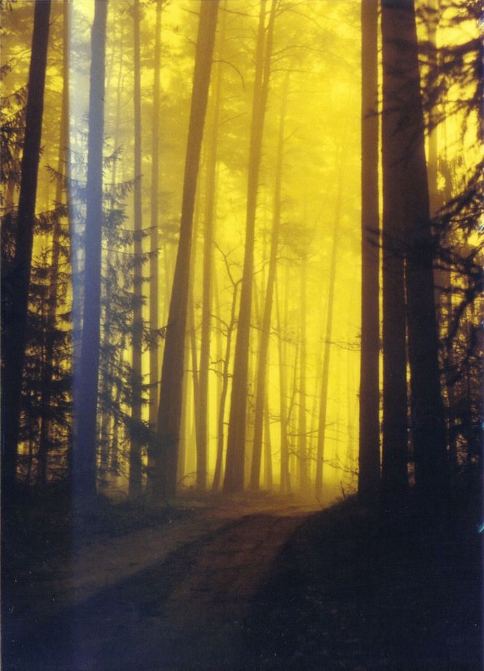 Łuna Leśna
