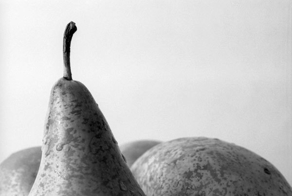 Martwa natura