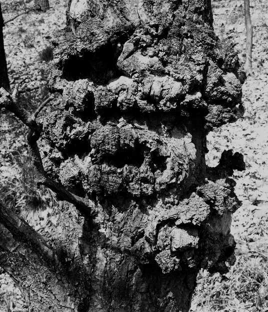monster tree