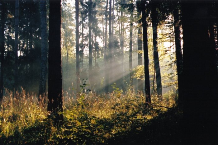 Leśne Swiatło