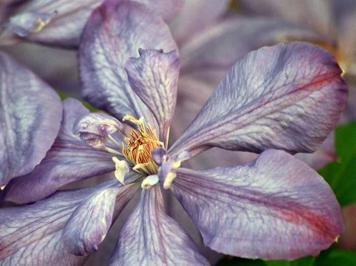 Powojnik Clematis