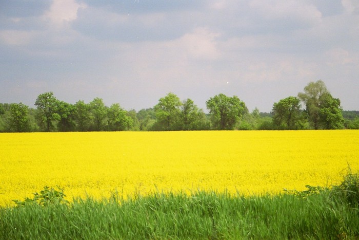 Rzepakowe morze
