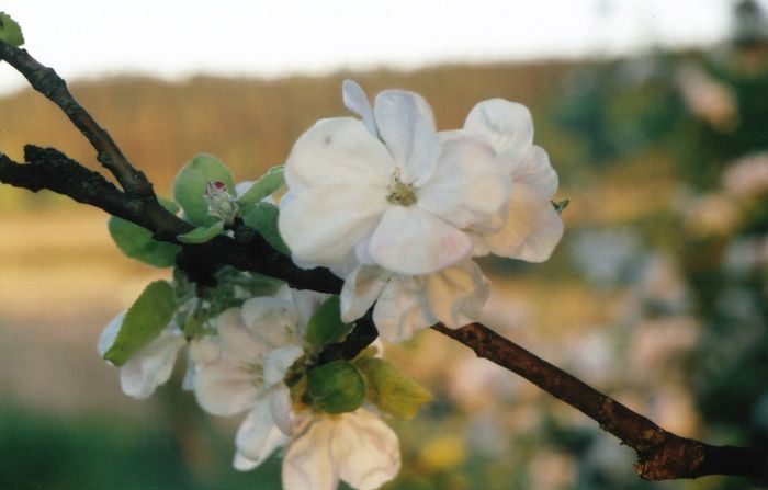 White Flower