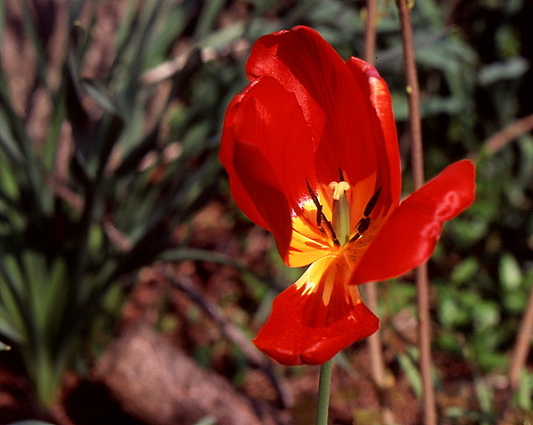 Tulipan