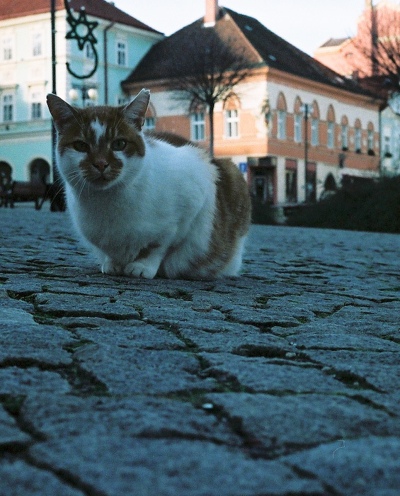 kocarek