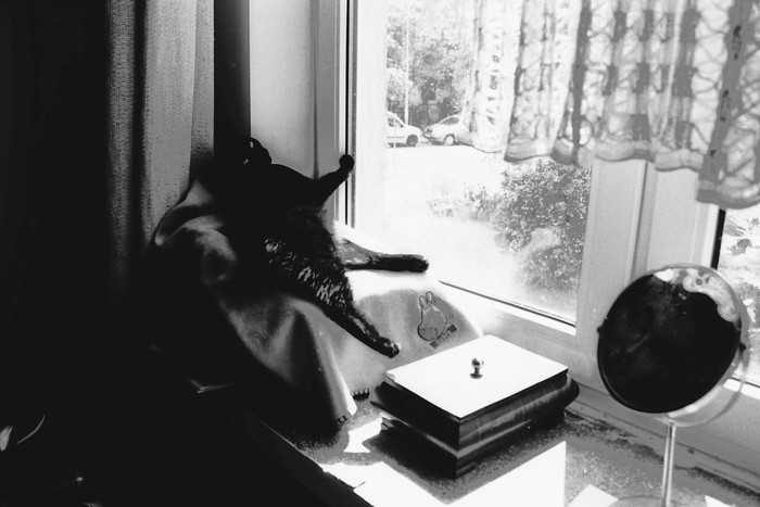 Kogo widzi mój kot?:-)