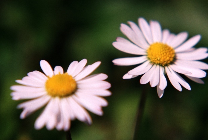 Kwiatkidwa z soczewicy