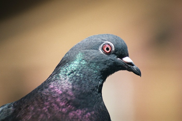 Gołąb